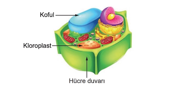 1. Bir bitki hücresine ait bazı yapıların olduğu görseli dikkatlice incele. Bu yapılardan hangileri bütün bitki hücrelerinde aynı?