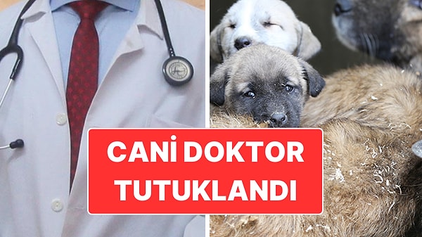 Ankara’da yaşayan doktor Muhammet Mustafa Duman hakkında sosyal medyada sokak hayvanlarını sahiplenerek öldürdüğü iddiası ortaya atılmıştı.