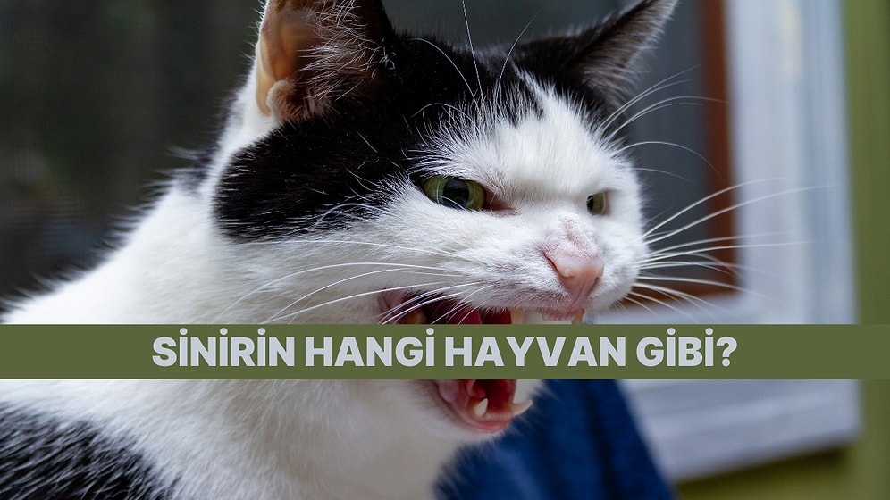 Öfken Patladığında Hangi Hayvan Gibi Oluyorsun?