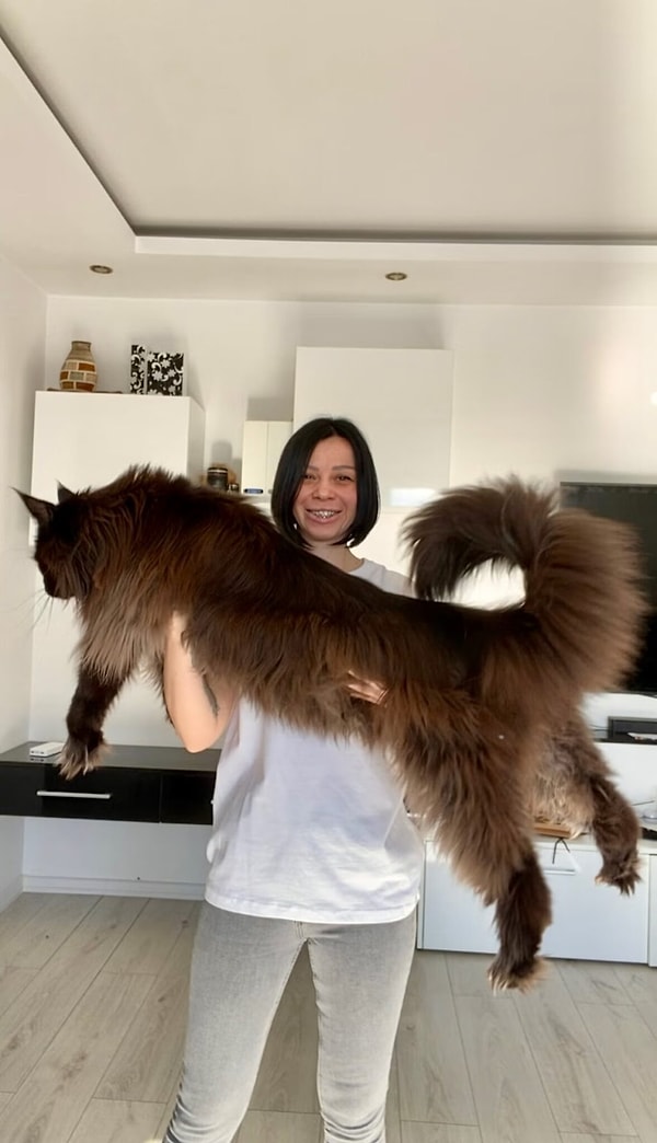 Maine Coon cinsi kedi Zeus ile tanışın.