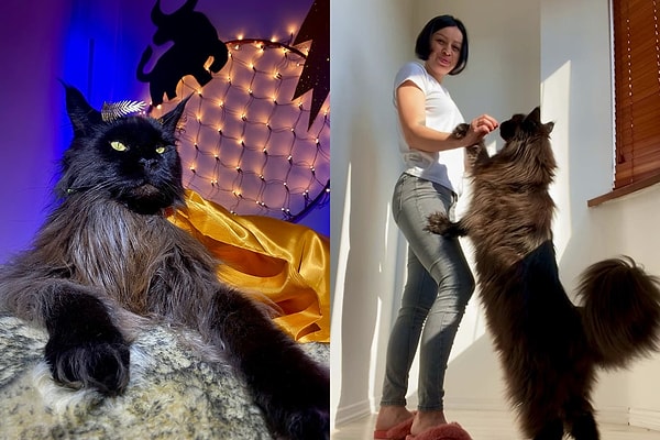 Sadece boyuyla değil, zekasıyla da dikkat çekiyor.