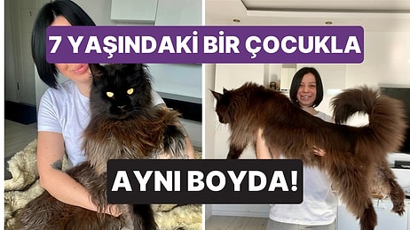 Günde Yarım Kilo Mama Yiyor: 130 Santimetre Boyuyla Sosyal Medya Fenomeni Kedi