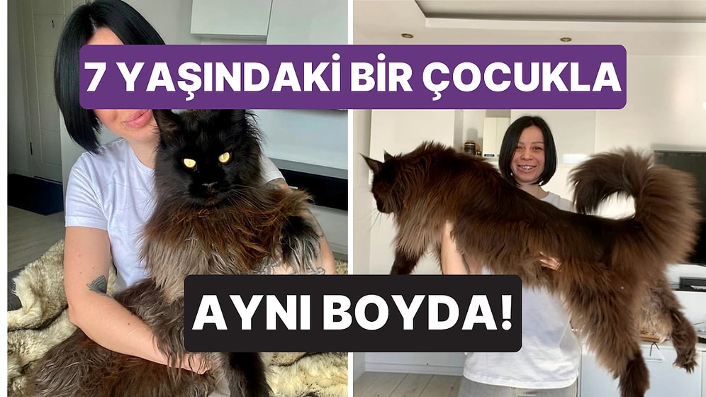 Günde Yarım Kilo Mama Yiyor: 130 Santimetre Boyuyla Sosyal Medya Fenomeni Kedi