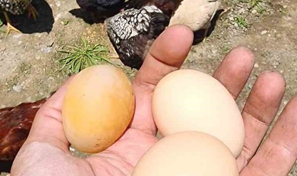 Aldığı yumurtanın kabuksuz olduğunu gören İsmail Yıldız, annesinin yanına gitti. Annesi de ilk defa böyle bir durumla karşılaştığını söyledi.
