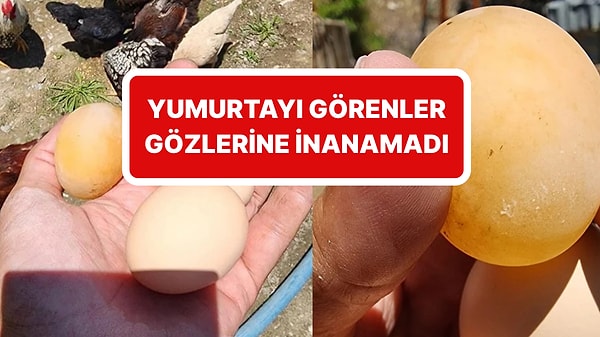 Elazığ'da yaşanan olay herkesi hayrete düşürdü. Elazığ’ın Arıcak ilçesinde bir tavuk, kabuğu olmayan yumurta yumurtladı.