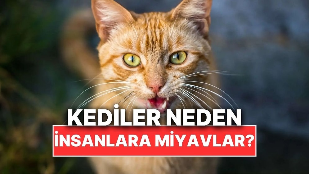 Kediler Neden Yalnızca İnsanlara Miyavlar?