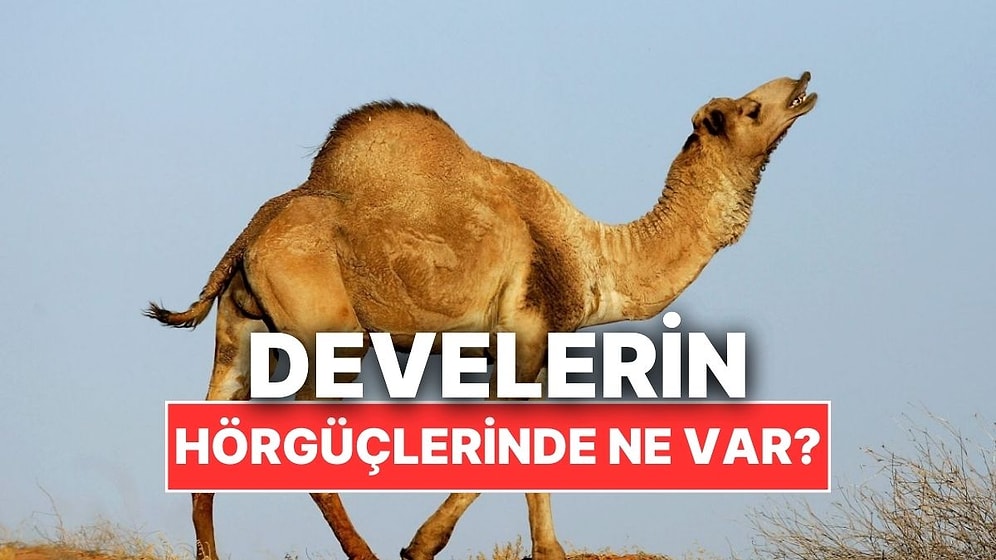 Develerin Koca Koca Hörgüçlerinin İçinde Ne Var?