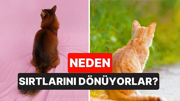 1. Kediler Neden Durduk Yere Sırtlarını Dönerler?