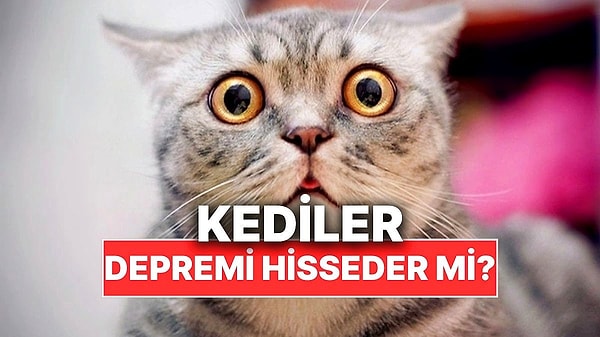 15. Kediler Deprem Olacağını Önceden Hissedebilir mi?