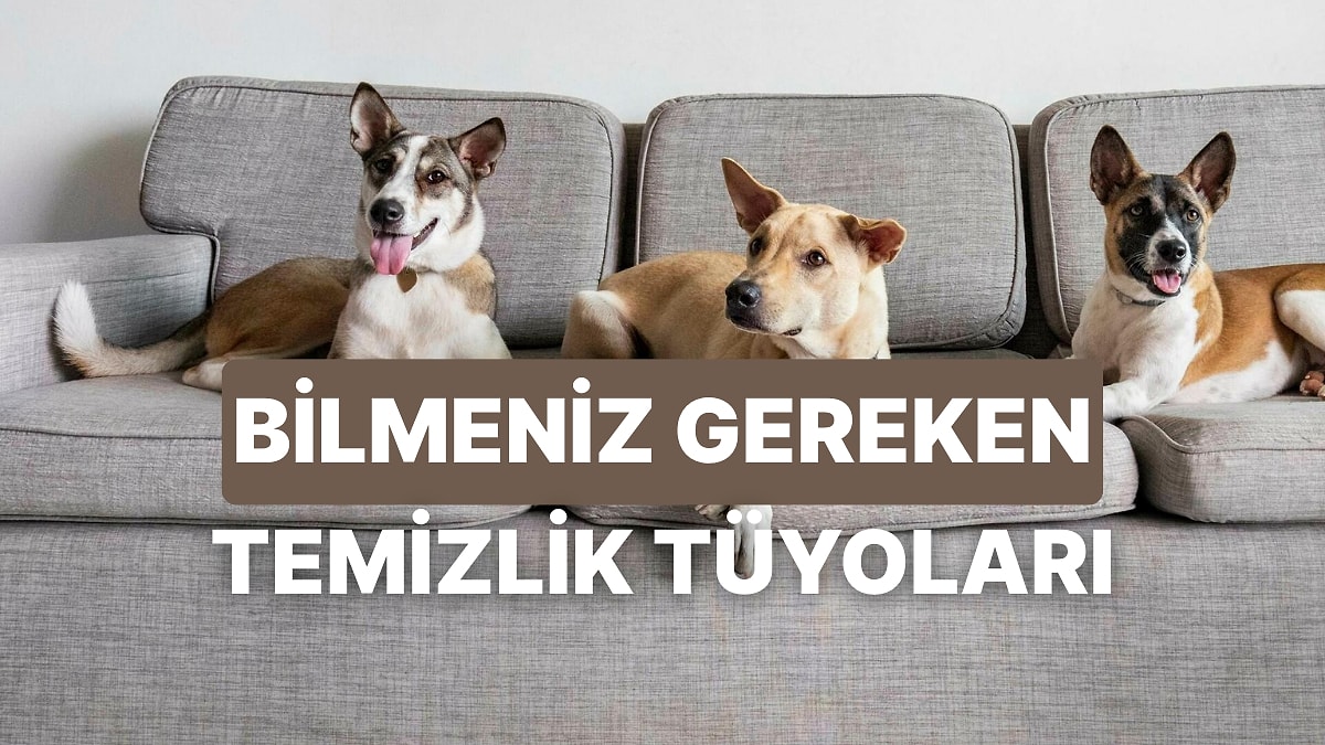 Evcil Hayvan Sahipleri İçin Pratik Ve Güvenli Temizlik Önerileri