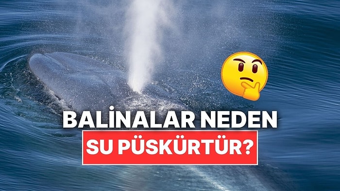 Balinalar Neden Kafalarındaki Delikten Su Püskürtür?