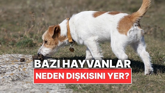 Bazı Hayvanlar Neden Kendi Dışkısını Yer?