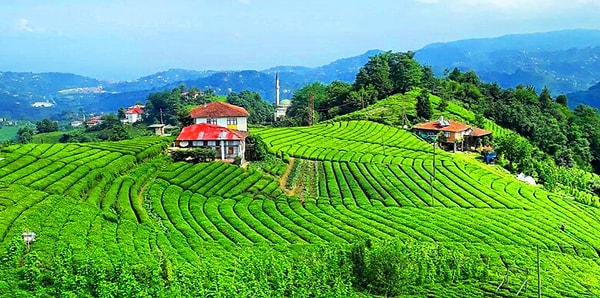 Rize