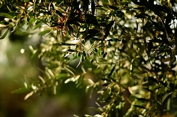 7. Olives and Olive Oil