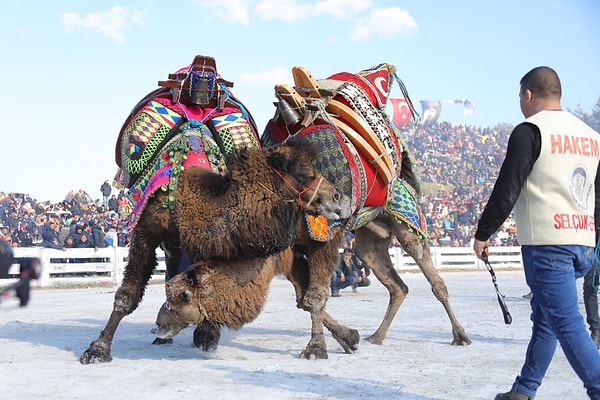 13. Camel Wrestling Tradition