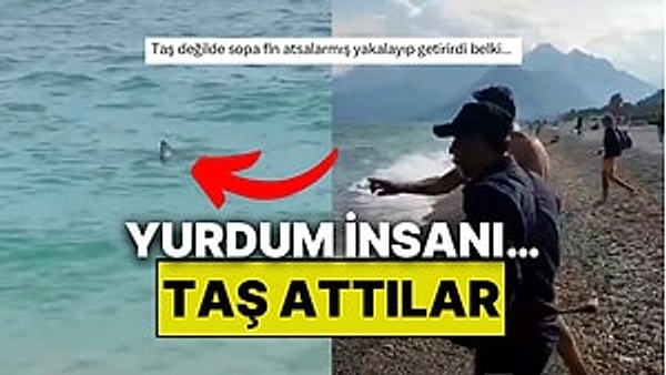 Akdeniz açıklarında köpek balıklarına sıkça rastlanıyor.