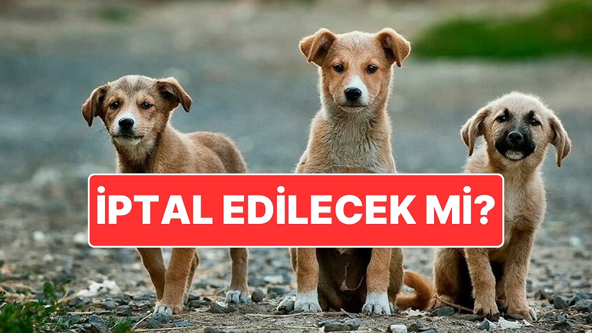 Tartışılan Hayvan Hakları Yasası Anayasa Mahkemesi&apos;nde: Hayvanseverler Yasanın İptal Edilmesini İstiyor