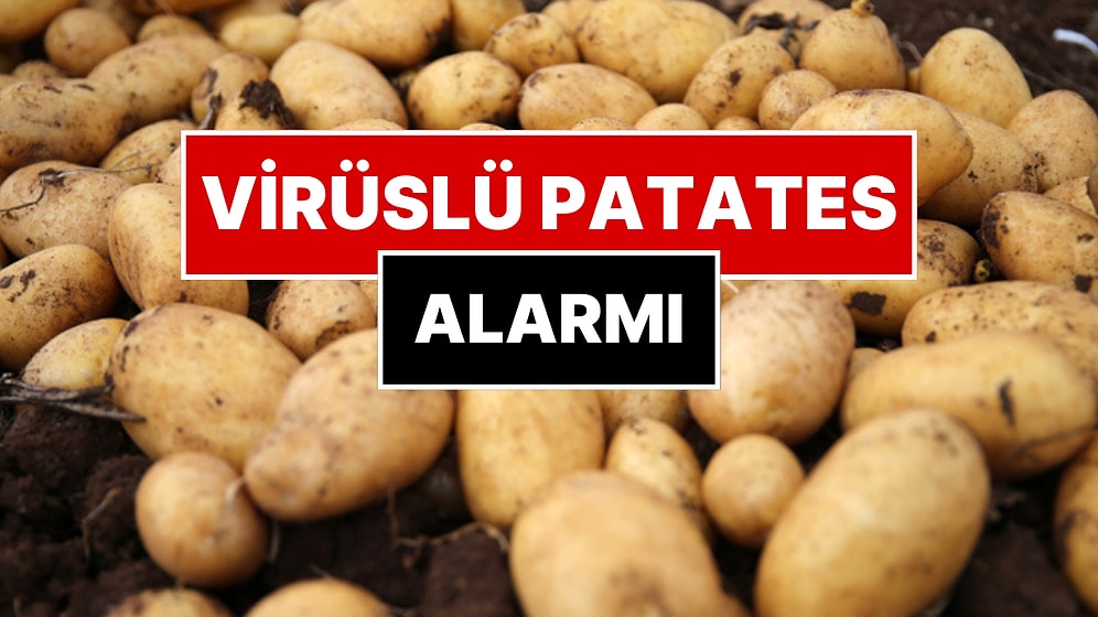 Türkiye’ye Gelen Tonlarca Patates Virüslü Çıktı!