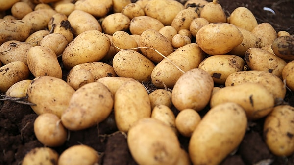 10 ilde 6 milyon patates üretiliyor.