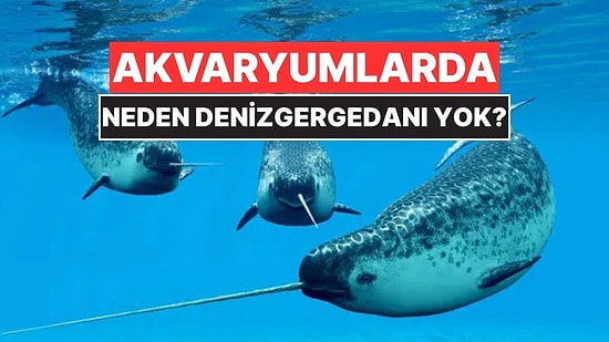 Akvaryumlarda Neden Hiç Denizgergedanı Göremezsiniz?