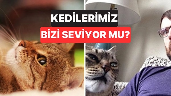 4. Kediler Sahiplerini Gerçekten Severler mi?