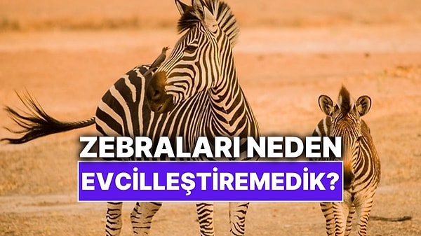 11. Neden Atları Süvari Hayvanı Olarak Kullandık da Zebraları Kullanmadık?