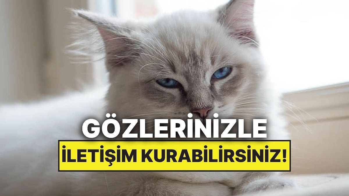 Araştırmalara Göre Kedinizle İletişim Kurmanızın Basit Bir Yolu Var