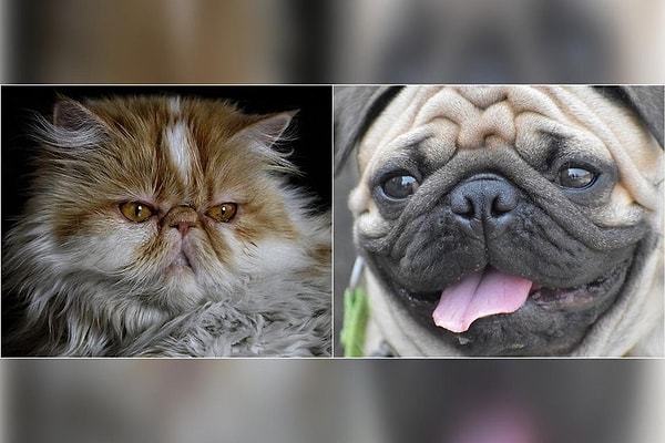 İlk bakışta İran kedisiyle bir pug köpeğinin ortak hiçbir yönü yokmuş gibi görünebilir çünkü aralarında tam 50 milyon yıllık evrimsel bir fark var. Görseli