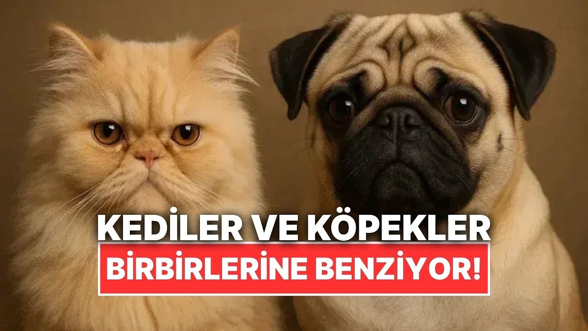 Bilim İnsanlarına Göre Kediler ve Köpekler Gitgide Birbirine Daha Çok Benziyor