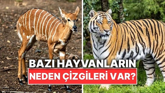 Bazı Hayvanlarda Neden Şerit ve Çizgiler Bulunur?
