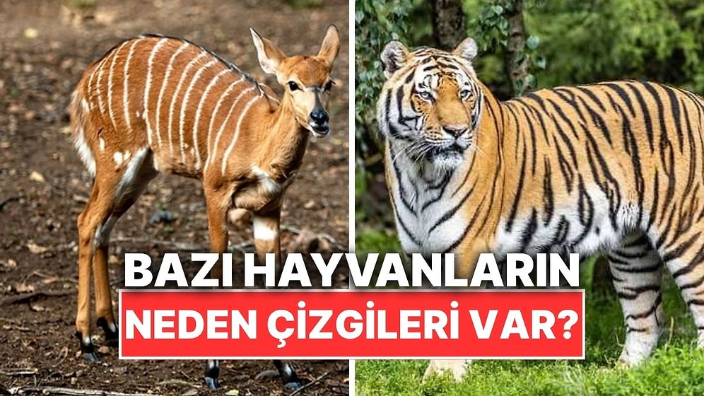 Bazı Hayvanlarda Neden Şerit ve Çizgiler Bulunur?