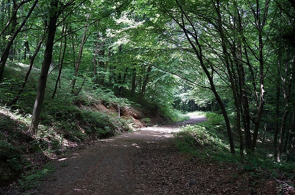 1. Belgrade Forest - Sarıyer (The Lungs of Istanbul)