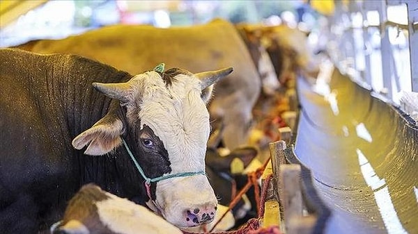 İşte, 2025 İllere Göre Kurbanlık Fiyatları