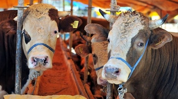 CarrefourSA Kurbanlık Fiyatları ve Taksit Seçenekleri Görseli
