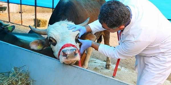 Kurban Alımında Dikkat Edilmesi Gerekenler
