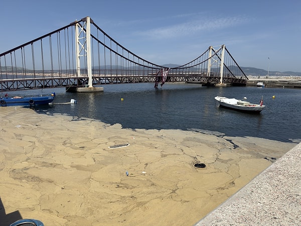 Müsilaj kabusu geri döndü. Marmara Denizi'nde çoğalmaya başladı.