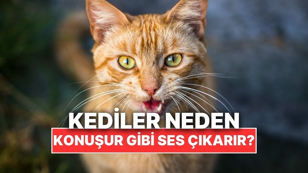 Kediler Neden Bazen Konuşurmuş Gibi Sesler Çıkarır?