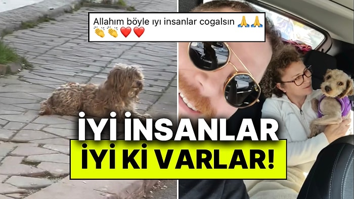 Sokakta Bulunan Bakımsız Köpeğin Sıcak Bir Yuvaya Kavuştuğu Anlar İçimizi Isıttı!