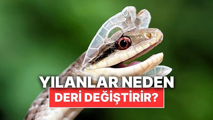 Yılanlar Neden Bazı Dönemlerde Deri Değiştirir?