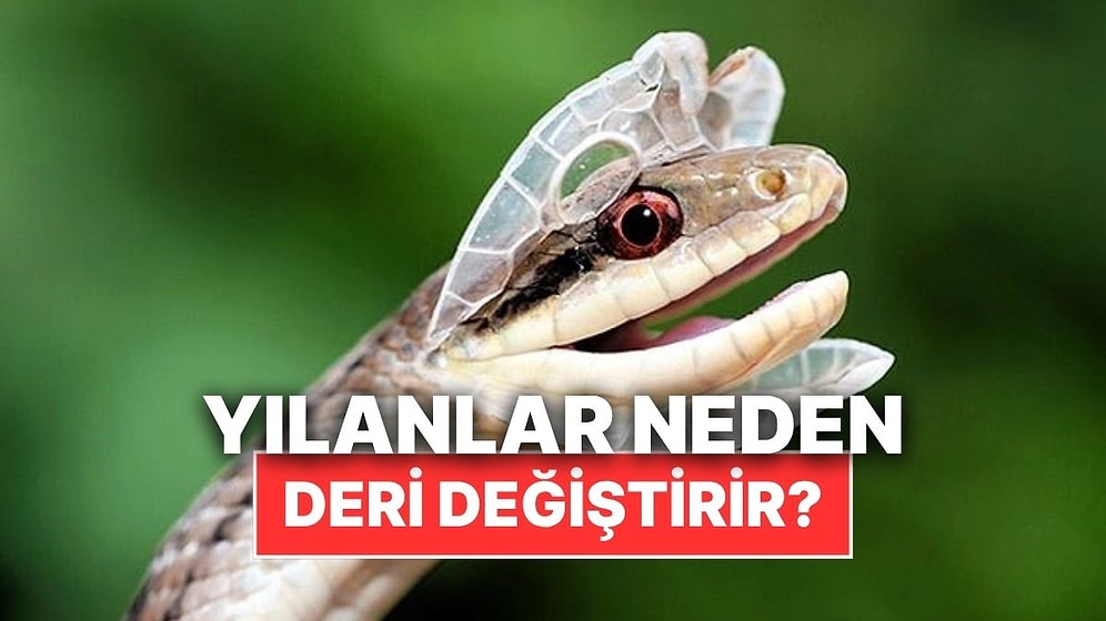 Yılanlar Neden Bazı Dönemlerde Deri Değiştirir?