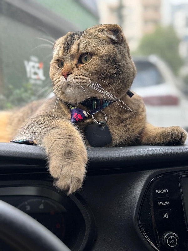 Kayıp kedi Ali El-Diablo'yu bulmak için seferber olanlar için bir görüntüsünü de biz paylaşalım!