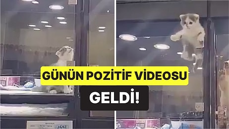 Günün Pozitif Videosu Geldi! Vitrin Üzerinden Birbirlerine Kavuşan Kedi ve Köpeğin O Anları İç Isıttı