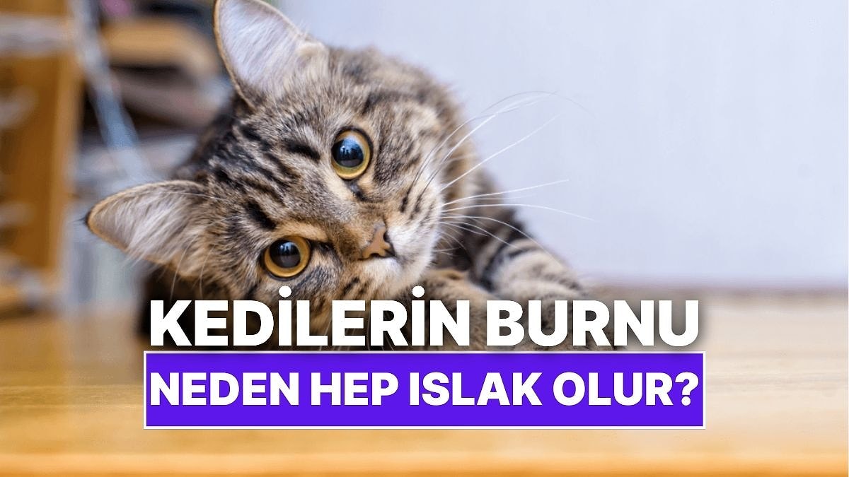 Kedilerin Burnu Neden Hep Islak Olur?
