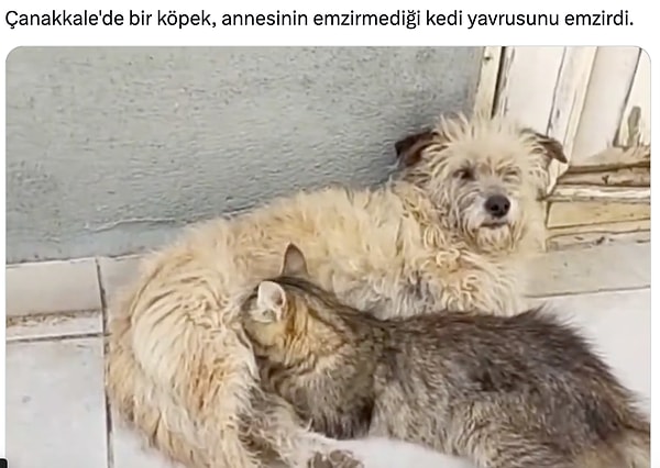 Paylaşım şöyle; Görseli