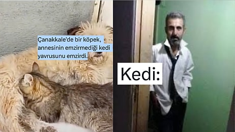 Haber Başlığına "Yavru Kedi" Yazan Admin Dillere Düştü