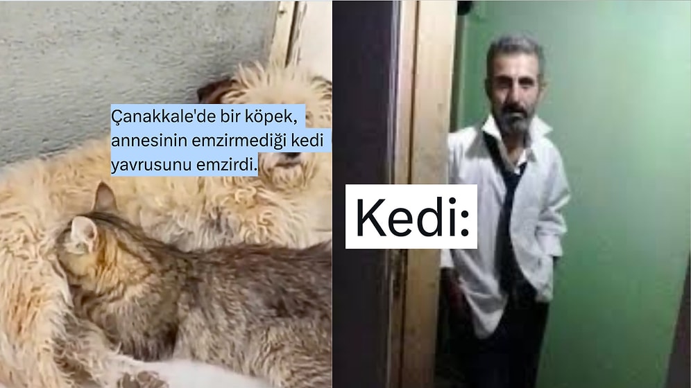 Haber Başlığına "Yavru Kedi" Yazan Admin Dillere Düştü