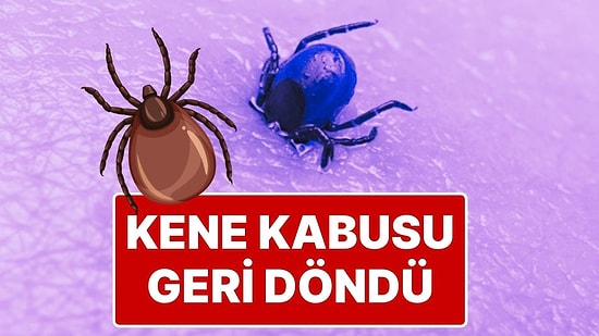 Kene Kabusu Geri Döndü: Sivas’ta Keneden Ölenlerin Sayısı 2 Oldu