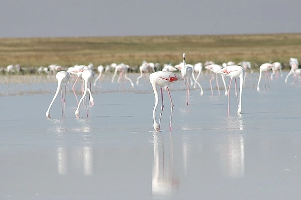 Diversity of Life in the Lake Tuz