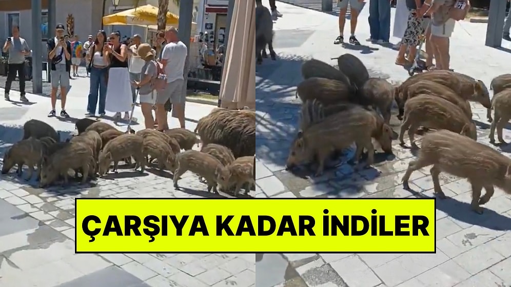 Kuşadası’nda Çarşıya İnerek İnsanlarla İç İçe Gezen Yaban Domuzları Cep Telefonlarıyla Kaydedildi