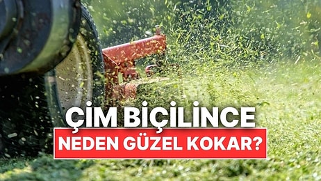 Çimler Biçilince Neden Mis Gibi Güzel Kokar?